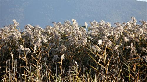 a flock of birds standing in the tall grass at Vodonos in Cerknica