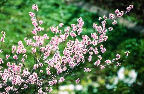 a bunch of pink flowers on a tree at Perle Lollipop in Bullay