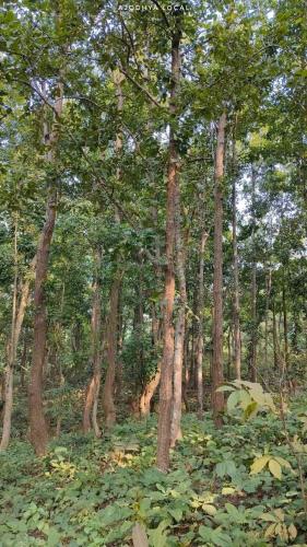 a forest filled with trees and green leaves at TabTrips Laxmi Resort in Bāghmundi