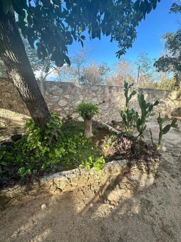 a garden with a tree and some plants at Casa Quinta Luna in Homún