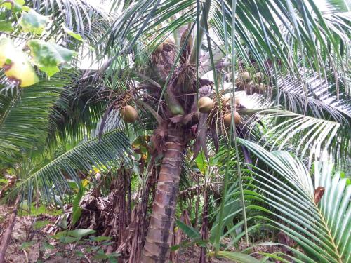 a palm tree with lots of coconuts on it at Port Antonio Brian's Beach House in Port Antonio