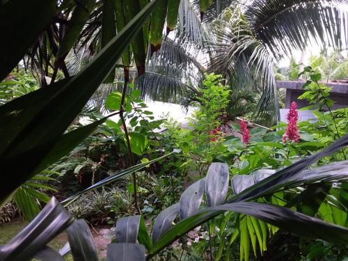 a garden with pink flowers and green plants at Port Antonio Brian's Beach House in Port Antonio