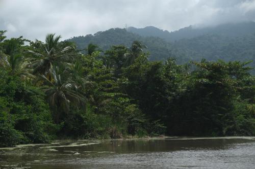 a river with palm trees and mountains in the background at Hotel Playa Bonita Tayrona in Buritaca