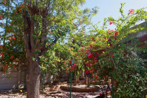 a group of trees with red flowers in a yard at The Falcon in Windhoek