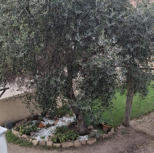 two trees in a garden with rocks around them at Appartamento Valle in Valledoria