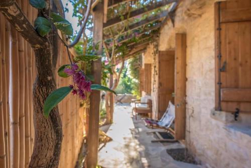 a tree with a flower on the side of a building at Spiti Papaya in Térsa