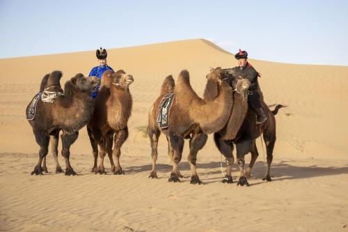 a group of people riding on camels in the desert at Gobi-Girl in Ulaanbaatar