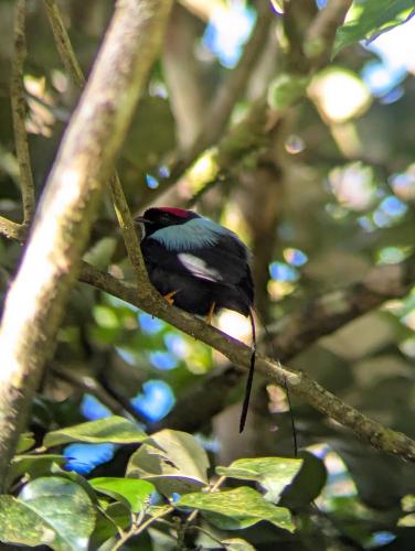 Fotografie z fotogalerie ubytování Campos de Oro Wilderness Lodge v destinaci Monteverde Costa Rica