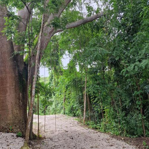 a dirt road through a forest with trees at Cozy houses near a beach in Puntarenas