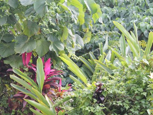 a group of plants and flowers in a garden at Pine Shima Resort Coral Fish in Ibaruma