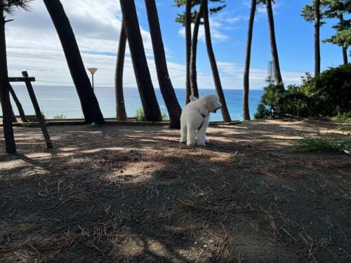 a white dog sitting on the beach near the ocean at 湘南ソラル2nd 最大8名一棟貸切 犬OK 駅近 ビーチ近 観光に最適 in Ninomiya
