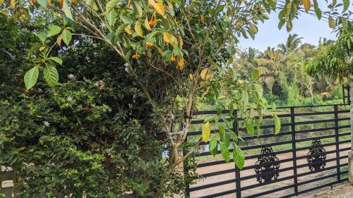 a fence next to a tree with oranges on it at Lake view nest in Tangalle