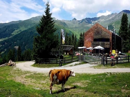 a cow standing in a field in front of a barn at Apartment in Tyrol near Ski Slopes in Navis