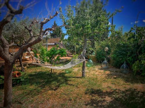 a hammock in the middle of an apple orchard at Agriturismo il Casato Mag-il Giogo in Pienza
