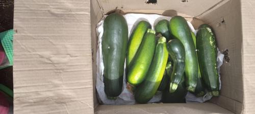a group of cucumbers in a cardboard box at Amboseli Amanya Lodge in Amboseli