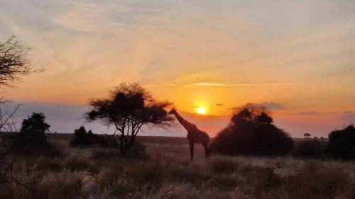 a giraffe standing in a field at sunset at Amboseli Amanya Lodge in Amboseli