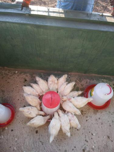 a pile of food sitting on the ground next toacers at Amboseli Amanya Lodge in Amboseli