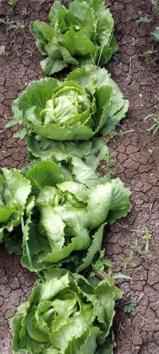 a group of lettuce laying on the ground at Amboseli Amanya Lodge in Amboseli