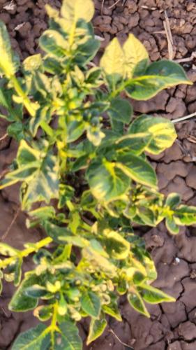 a plant with green leaves on the ground at Amboseli Amanya Lodge in Amboseli