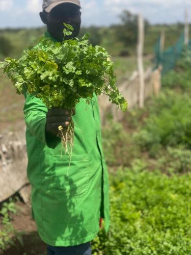 a person holding a bunch of plants in a field at Amboseli Amanya Lodge in Amboseli