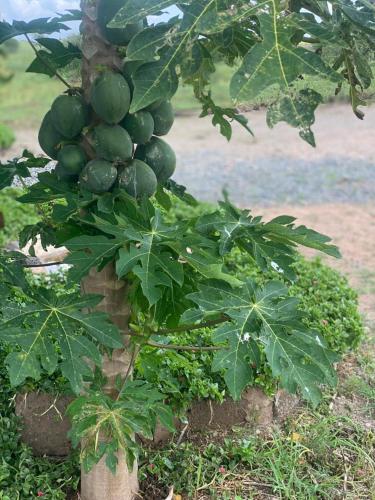 a bunch of green fruit hanging from a tree at Amboseli Amanya Lodge in Amboseli