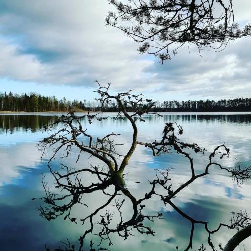 a tree in the middle of a lake at Serene Holiday Home next to Nature Reserve in Kärde