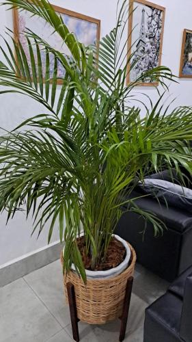 a palm plant in a basket in a room at ARTIST GOLDEN LOFT DUPLEX - TRIPLEX Paris - Vientiane Homestay - 3 Luxury Apartments in Vientiane