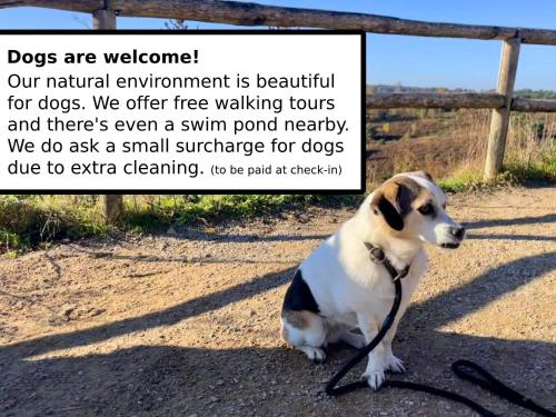 a dog sitting on the side of a road at Scandinavian Lodges (by Outdoors Holten) in Holten