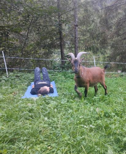 a person laying in the grass next to a goat at Almhuette Auszeit in Donnersbachwald