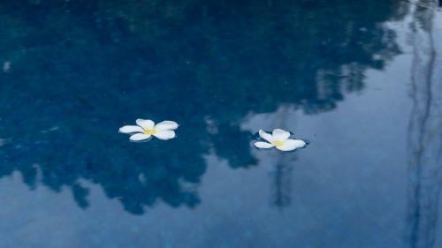 two white flowers are floating in the water at Umahita Lodge Penida in Toyapakeh