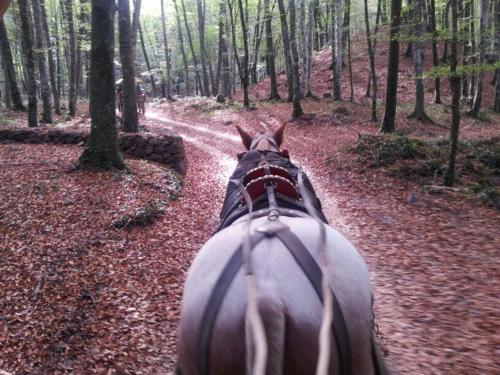 a horse walking down a trail in the woods at La Casa dels Poetes in Santa Pau