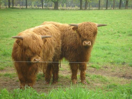 two cows standing in a field behind a fence at Roing B&B in Hijken