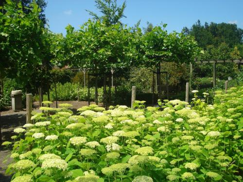 a garden filled with lots of yellow flowers at Roing B&B in Hijken
