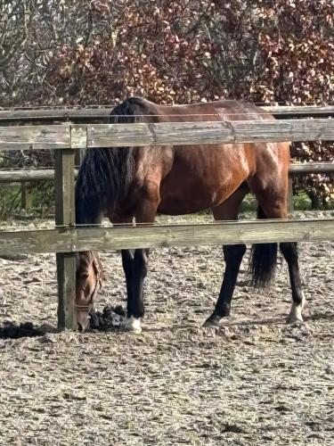 a horse standing next to a wooden fence at vakantiehuisje DE WEELEN met Jacuzzi Huwelijks topkeuze! in Lutjebroek