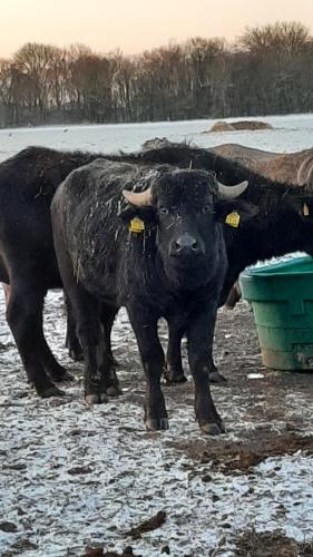 a group of cows standing in the snow at BIESBOSCHBEST in Werkendam