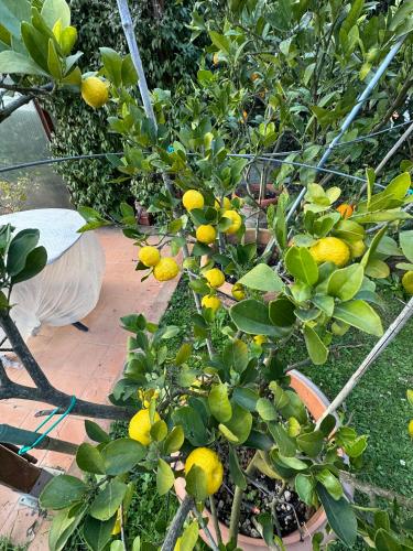 a lemon tree with lots of yellow fruits on it at La Limonaia di Vanna in Impruneta