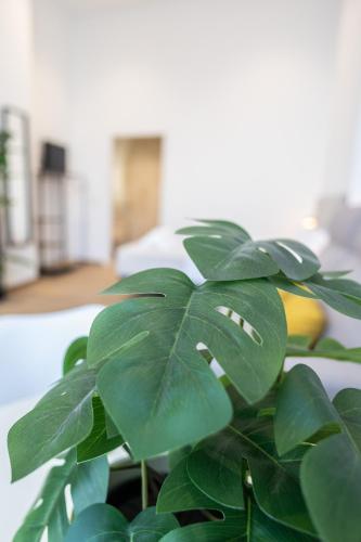 a plant with green leaves in a room at Les Arts Plaza by Concept Flats in Valencia