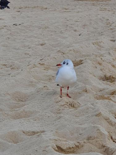 a bird standing in the sand on a beach at Duhner Ausblick mit Balkon in Cuxhaven