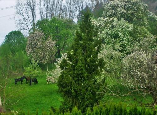 a group of horses grazing in a field with trees at Villa Romantica Mit Tollem Blick Auf Den Bodensee in Sipplingen