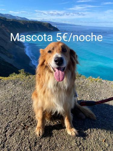 a dog on a leash sitting on a rock near the water at El Desván del Chisco in Cudillero