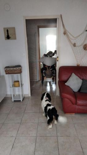 un chien debout dans un salon avec un canapé rouge dans l'établissement chambre d hôtes ALSABREIZH, à Lanvollon
