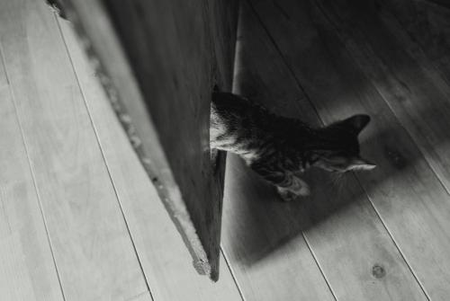 a cat looking at its reflection in a mirror at Casa Rural Gite El Tossal in Collfred