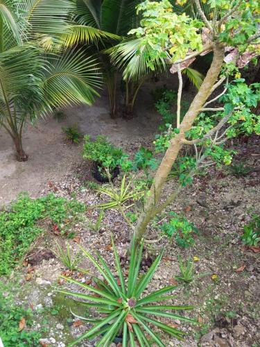 a garden with a palm tree and a plant at Port Antonio Brian's Beach House in Port Antonio