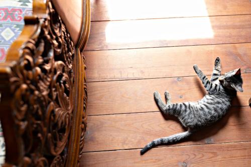 a cat laying on the floor next to a mirror at Casa Rural Gite El Tossal in Collfred