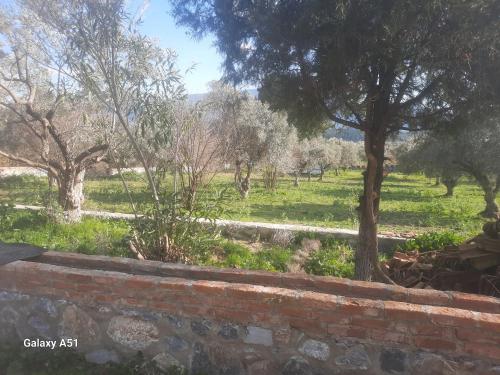 een veld met bomen en een stenen muur bij Ali dede kamp karavan bungalow in Kuşadası
