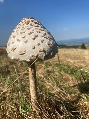 a mushroom in the middle of a field at Dom Gościnny Zarembianka in Międzylesie