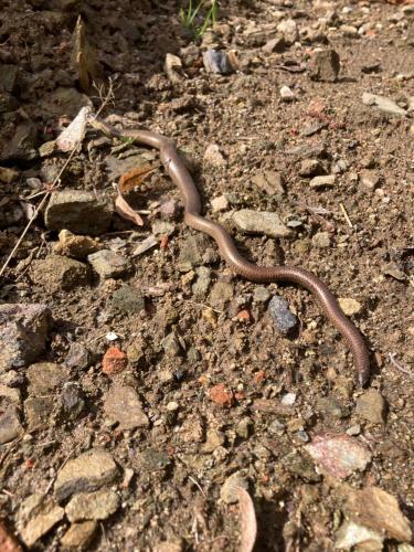 a snake on the ground on the rocks at Dom Gościnny Zarembianka in Międzylesie