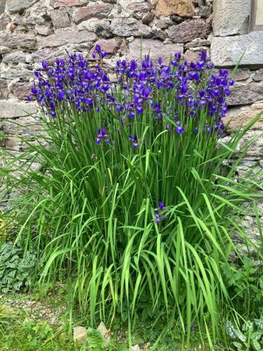 a bunch of purple flowers in front of a stone wall at Dom Gościnny Zarembianka in Międzylesie