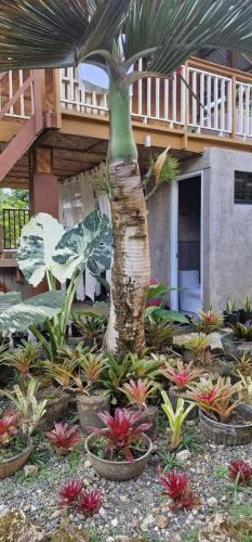 a garden with a palm tree in front of a house at Khloe Serenity Guest House in Batuan