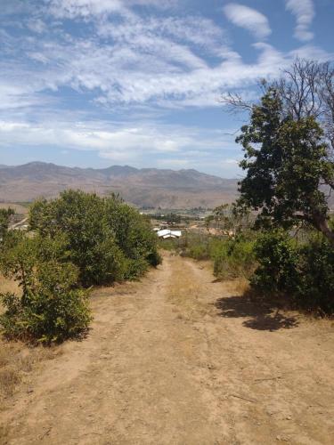 a dirt road with bushes and a tree on it at Casa parcela en Quilimari a 20 minutos de playa Pichidangui in Quilimarí